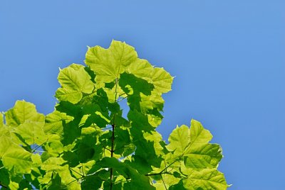 Acer nigrum - javor černý - listy (58)